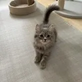 ミヌエット(長足)【埼玉県・男の子・2022年6月3日・ブルークリーム】の写真3