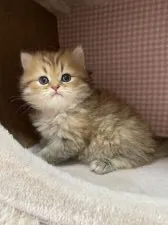 ミヌエット【埼玉県・男の子・2021年9月14日・チンチラゴールデン】の写真3