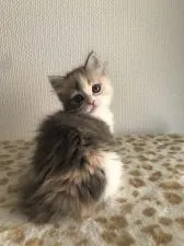 キンカロー【埼玉県・女の子・2019年1月25日・ダイリュートキャリコ】の写真3