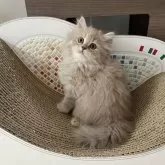 ミヌエット(長足)【埼玉県・女の子・2024年7月22日・フォーン】の写真3