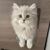 ミヌエット(長足)【埼玉県・女の子・2024年7月22日・フォーン】の写真4