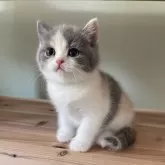 ブリティッシュショートヘア【埼玉県・女の子・2024年10月17日・ダイリュートキャリコ】の写真4