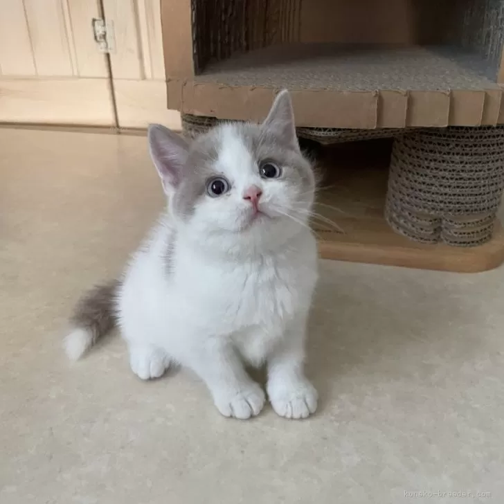 ブリティッシュショートヘア【埼玉県・男の子・2025年10月7日・フォーン&amp;ホワイト】の写真1