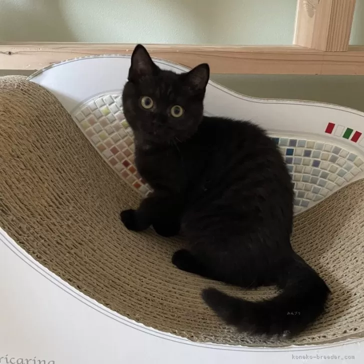 ID：2411-01506の子猫