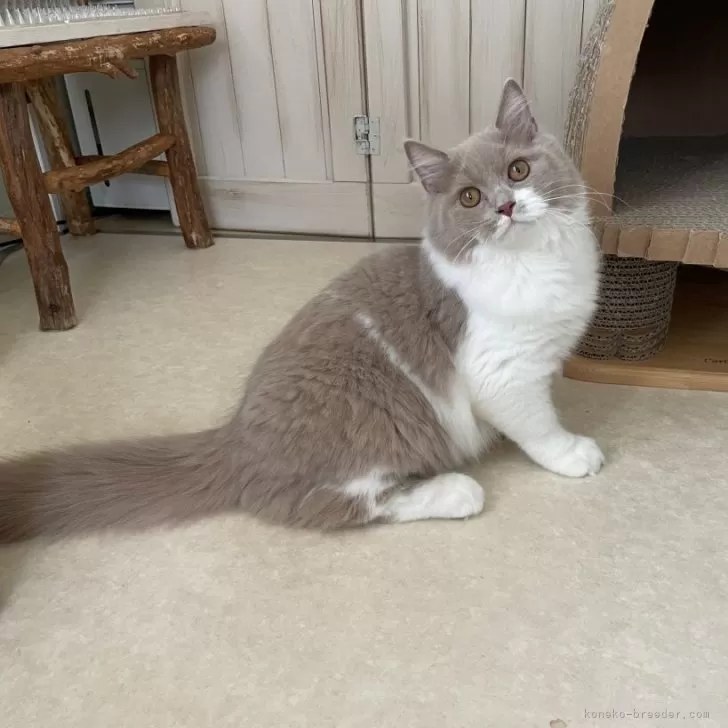 ID：2505-00759の子猫