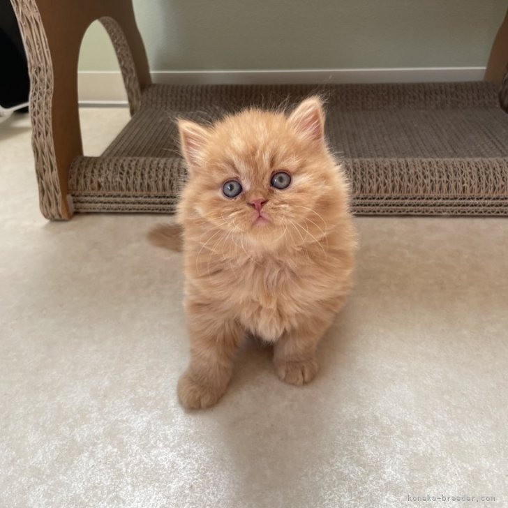 ブリーダー画像