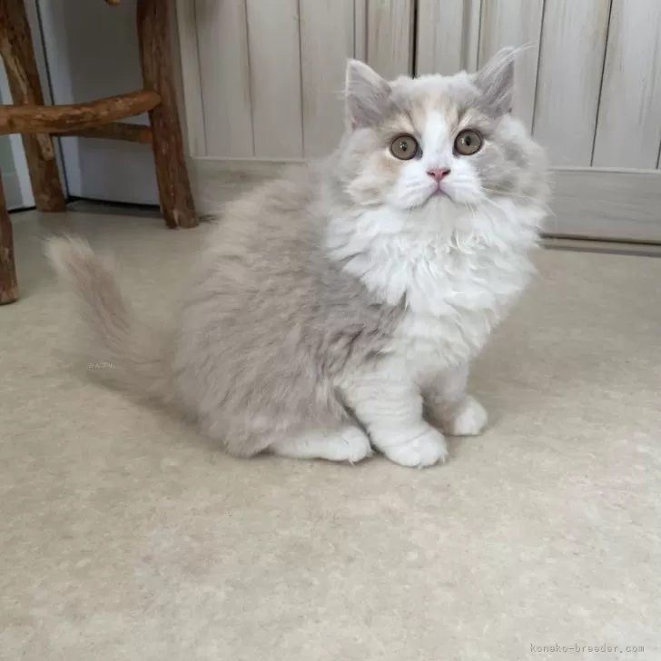 ID：2411-02758の子猫