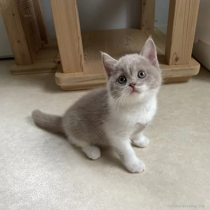 ID:2505-00744の子猫