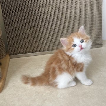 マンチカン(長足)【埼玉県・男の子・2025年9月23日・レッド&ホワイト（セミロング）】の写真「元気いっぱいで甘えん坊ちゃん💗」