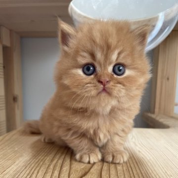 ブリティッシュロングヘア【埼玉県・男の子・2025年9月29日・シナモン（セミロング・ロング）】の写真「愛嬌ある可愛いお顔の男の子❣️」