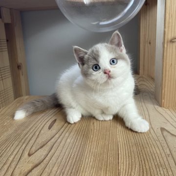ブリティッシュショートヘア【埼玉県・女の子・2025年10月7日・フォーン&ホワイト】の写真「ムッチムチな甘えっ子女の子💗」