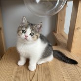 ブリティッシュショートヘア