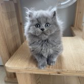 ブリティッシュロングヘア