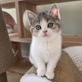 ブリティッシュショートヘア