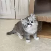 キンカロー