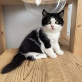 ブリティッシュショートヘア