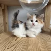 マンチカン(短足)