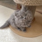 ブリティッシュロングヘア