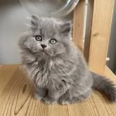 ブリティッシュロングヘア