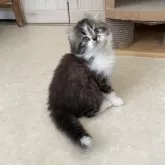 キンカロー