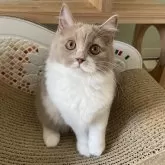 ブリティッシュロングヘア