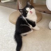 ブリティッシュショートヘア