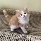 マンチカン(長足)