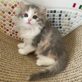 マンチカン(長足)