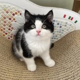 ブリティッシュショートヘア