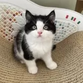 ブリティッシュショートヘア