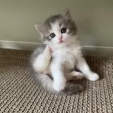 マンチカン(長足)