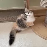 マンチカン(短足)