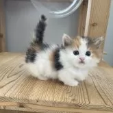 マンチカン(短足)【埼玉県・女の子・2025年9月23日・キャリコ】の写真2