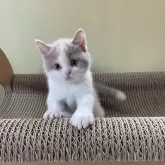 ブリティッシュショートヘア【埼玉県・男の子・2025年10月7日・フォーン&ホワイト】の写真5