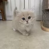 マンチカン(短足)【埼玉県・女の子・2025年3月25日・クリーム&ホワイト】の写真5