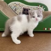 ブリティッシュショートヘア【埼玉県・男の子・2025年10月7日・フォーン&ホワイト】の写真9