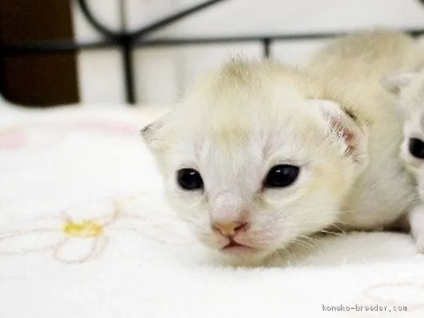 ID：2010-00372の子猫
