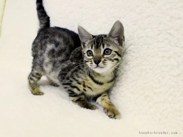 ID:1709-01088の子猫