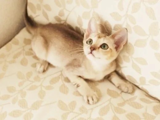 ID:1308-00065の子猫