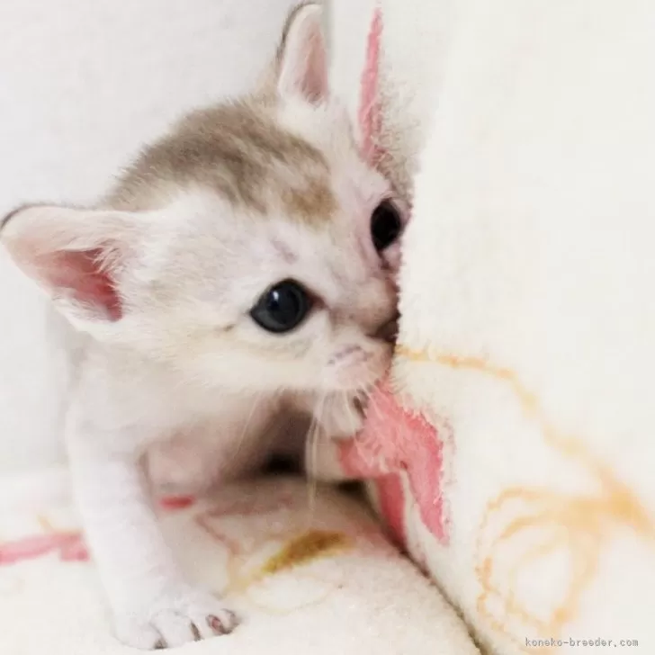 ID：2407-01316の子猫