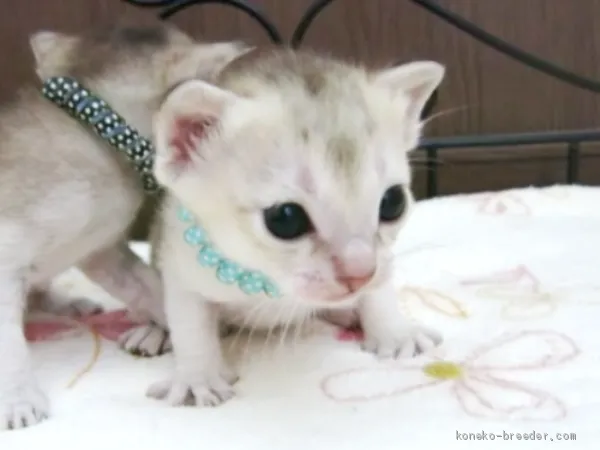 ID:2010-01070の子猫