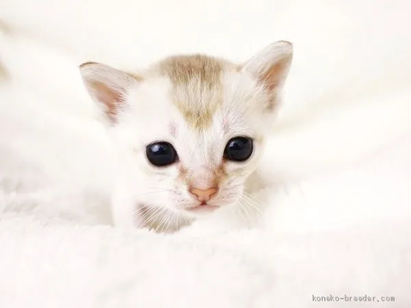 ID：2003-00001の子猫