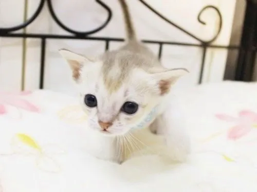 ID:1401-00087の子猫