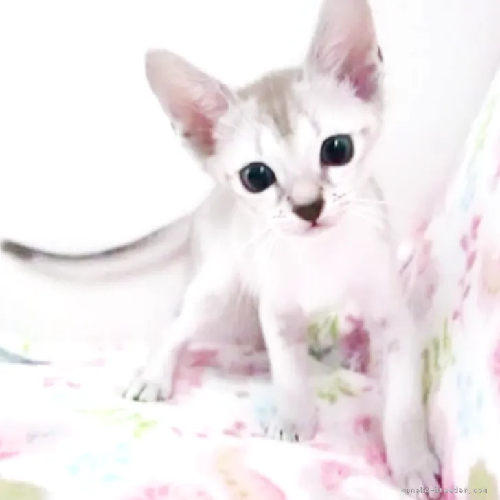 ID：2306-02832の子猫
