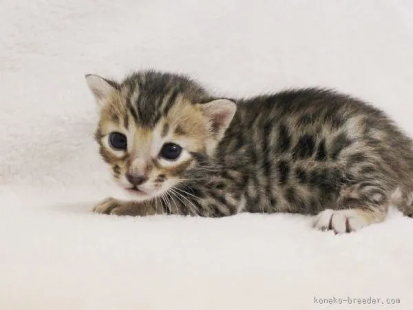 Sushi 様のお迎えした子猫