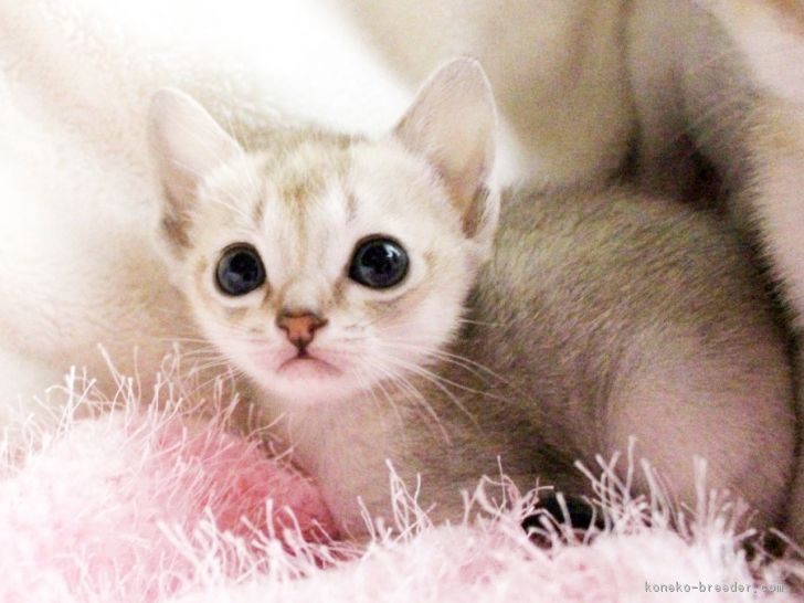 ID:1804-01324の子猫