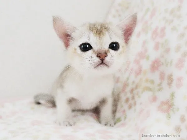 ID：1910-00850の子猫