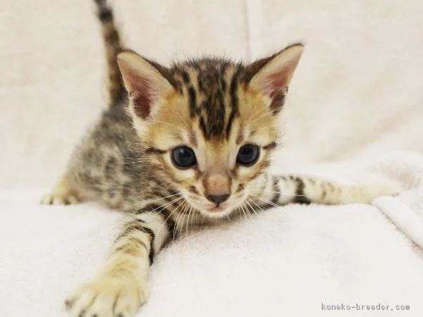 バード.シー 様のお迎えした子猫