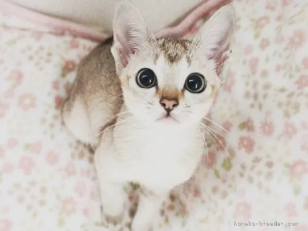 ID:1806-01400の子猫