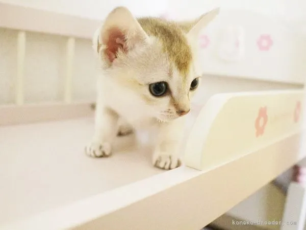 ID：1610-00711の子猫